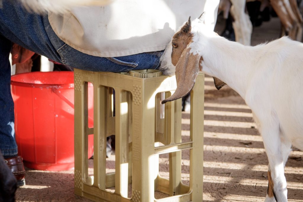 A goat is on someone's ass