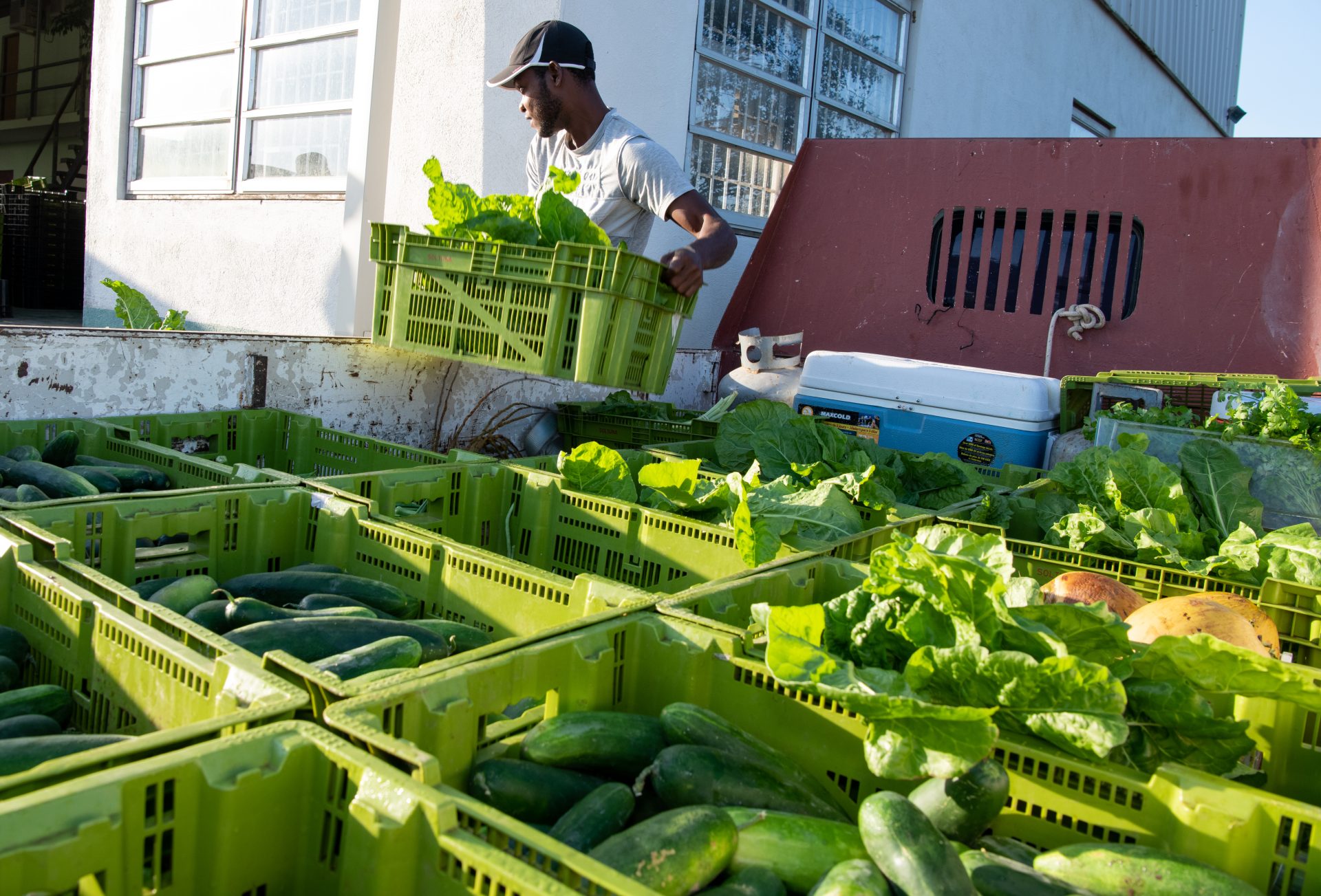 There are crates with vegetables